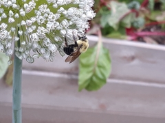 Bombus griseocollis