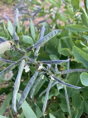 Thermopsis gracilis