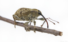 Curculio obtusus