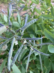 Thermopsis gracilis