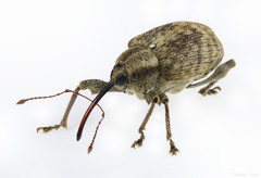Curculio obtusus