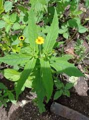 Melampodium paniculatum