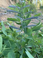 Thermopsis gracilis
