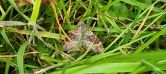 Xanthorhoe spadicearia