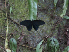 Papilio thaiwanus