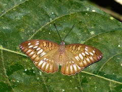 Tanaecia cocytina