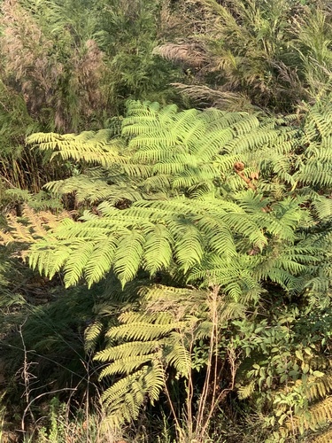 Sphaeropteris cooperi