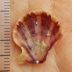 Flexopecten flexuosus