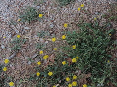 Crepis bursifolia