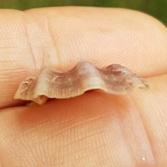 Flexopecten flexuosus