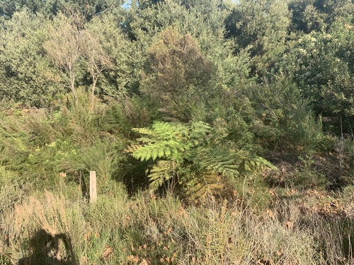 Sphaeropteris cooperi