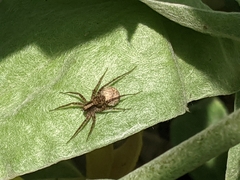 Pardosa