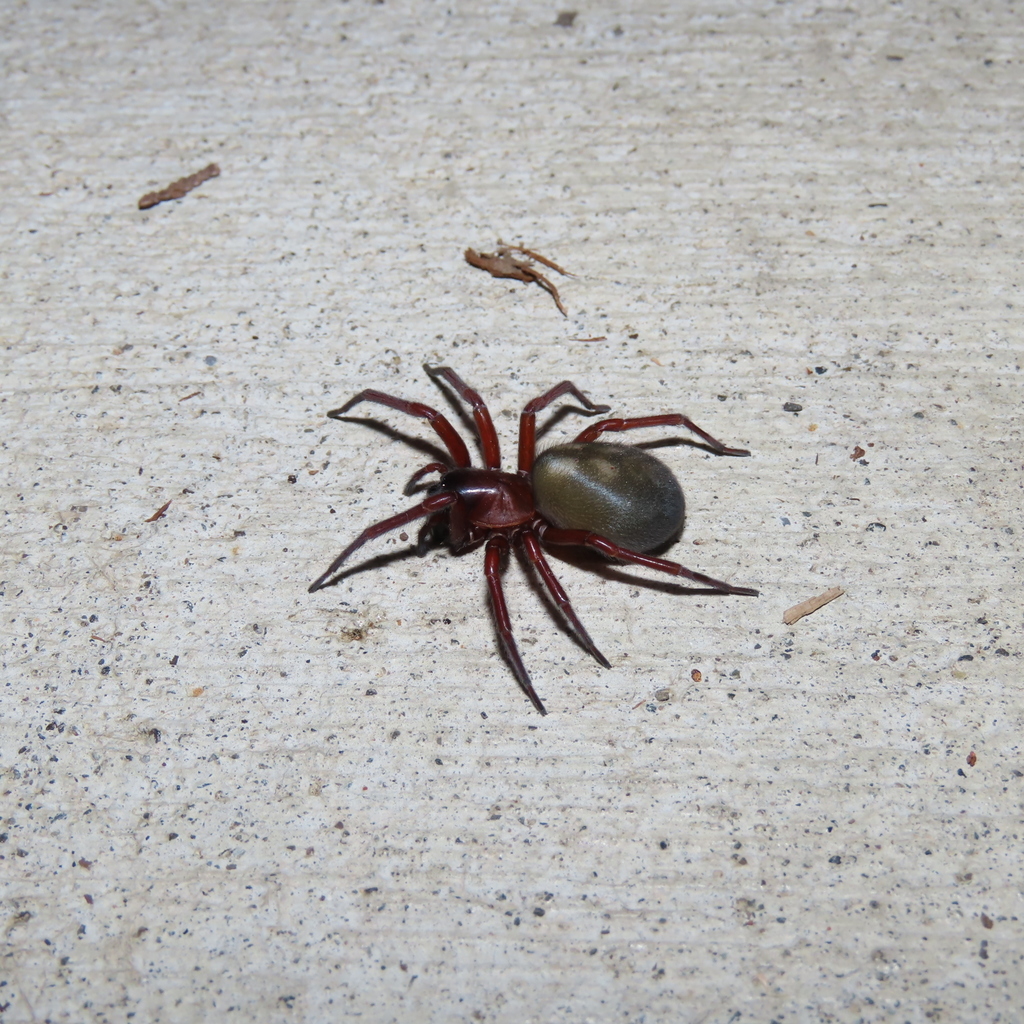 Callobius severus from S Shore Rd, Quinault, WA 98575, USA on June 15