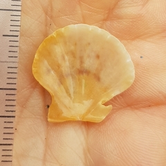 Flexopecten flexuosus