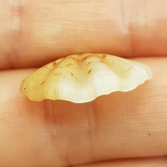 Flexopecten flexuosus