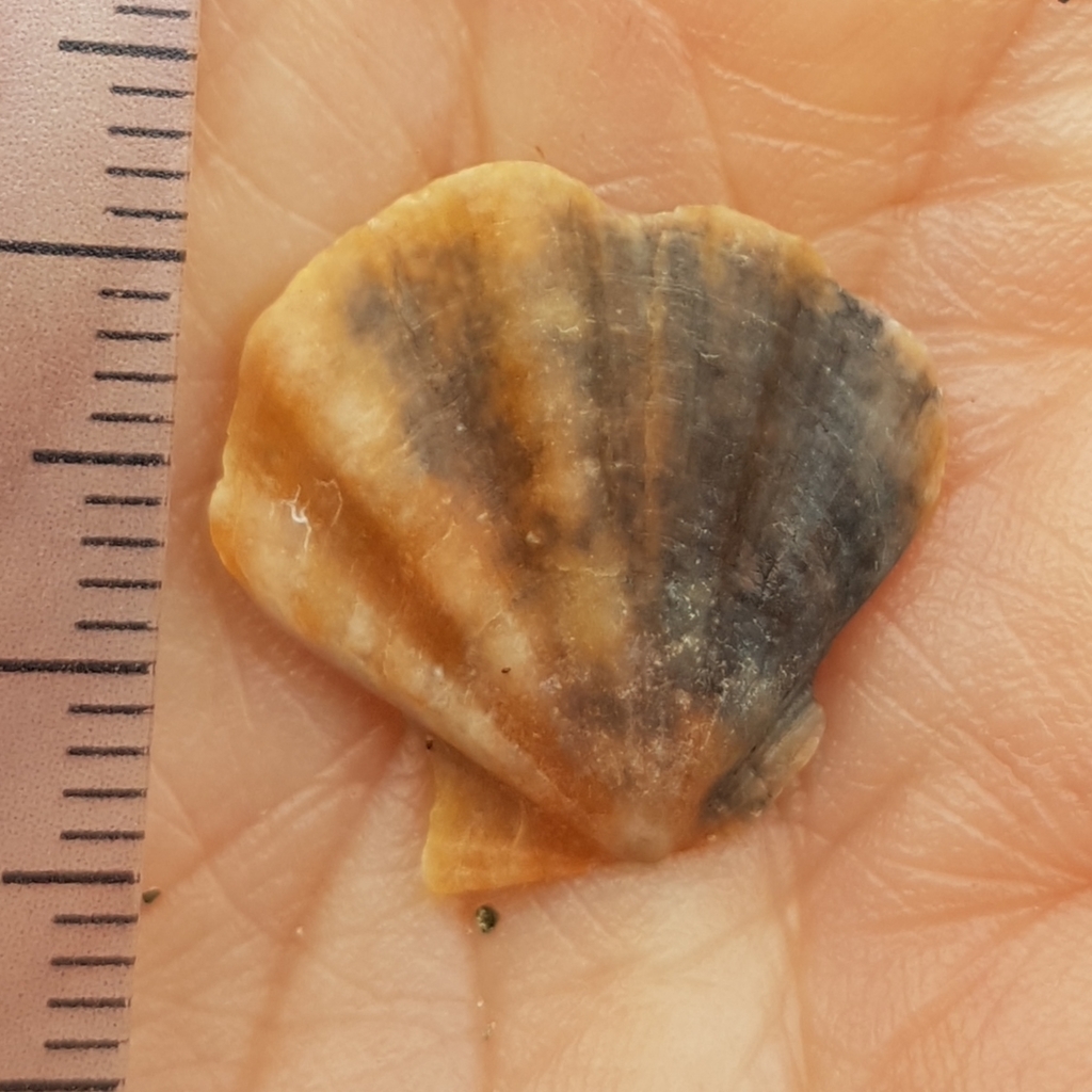 Flexuous Scallop