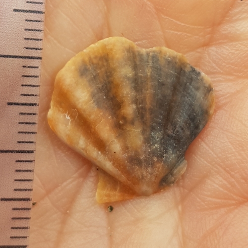 Flexuous Scallop