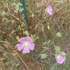 Malva punctata