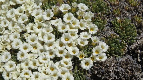 Benthamiella nordenskioldii