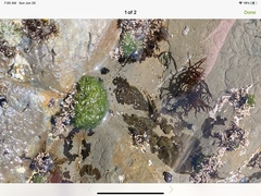 Oligocottus maculosus