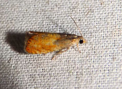 Dichrorampha bittana