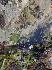 Oligocottus maculosus