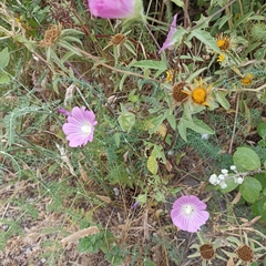 Malva punctata