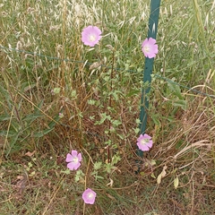 Malva punctata