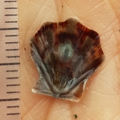 Flexopecten flexuosus