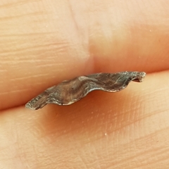 Flexopecten flexuosus