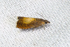 Dichrorampha bittana