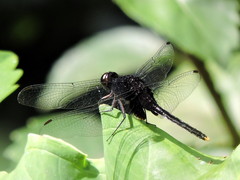 Erythemis attala