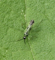 Ilnacora