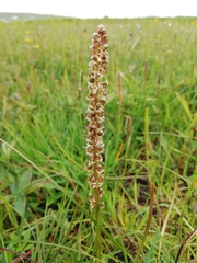 Triglochin palustris