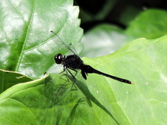 Erythemis attala