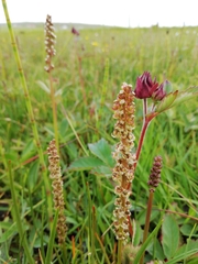 Triglochin palustris