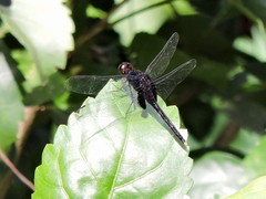 Erythemis attala