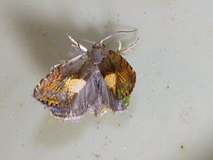 Dichrorampha bittana