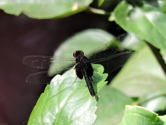 Erythemis attala