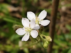 Drosera finlaysoniana