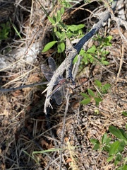 Leucorrhinia intermedia