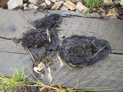 Gloeophyllaceae