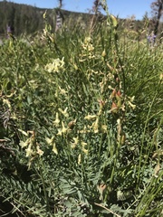 Astragalus reventiformis