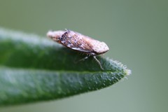 Latalus