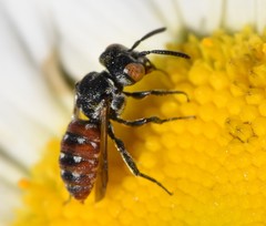 Holcopasites calliopsidis calliopsidis