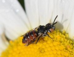 Holcopasites calliopsidis calliopsidis