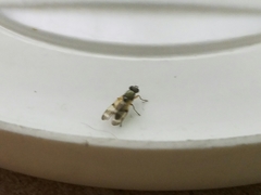 Chaetopsis fulvifrons