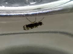 Chaetopsis fulvifrons