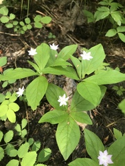 Lysimachia latifolia