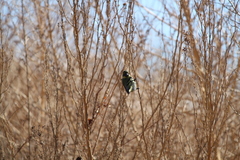 Spinus magellanicus